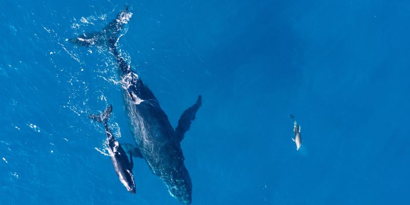Whale Watching in Oahu and Maui: Everything to Know